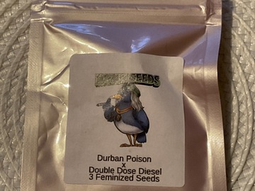 Auction: KATSU SEEDS DURBAN POISON X DOUBLE DOSE DIESEL