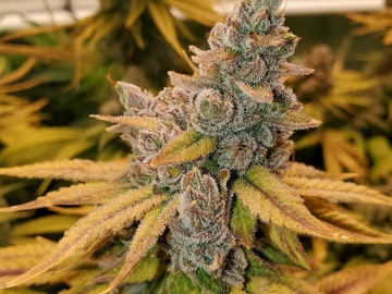 Sale: KATSU DRACARYS (GORILLA GLUE #5 X PRE 98 BUBBA KUSH)