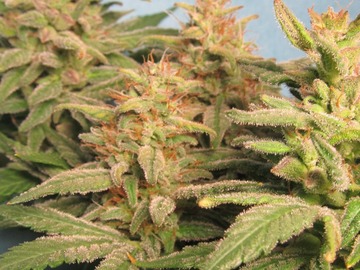 Auction: Purpura Uno CBD F2 - 8 Photoperiod Regular seeds