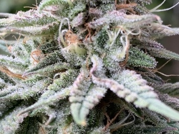 Venta: Guava Jelly Autoflower feminized