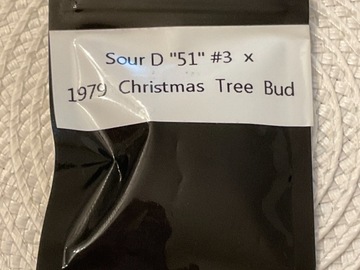 Auction: RESPECT GENETICS SOUR D “51” #3 X 1979 CHRISTMAS TREE BUD