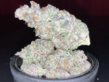 Sale: RAW GENETICS HONEY APPLE CRISP