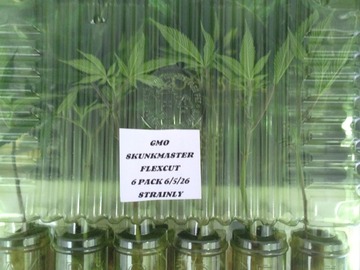 Verkaufen: GMO SKUNKMASTERFLEX 6 PACK