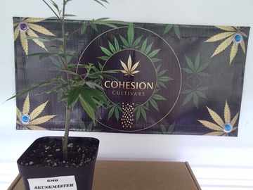 Vente: GMO SKUNKMASTERFLEX CUT POTTED