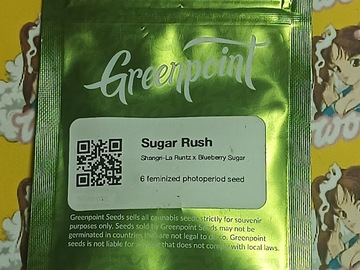 Vente: Sugar Rush – Greenpoint Seeds