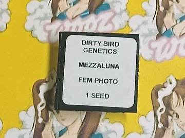 Auktion: Mezzaluna – Dirty Bird Genetics - Single Promo