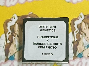 Auktion: Brainstorm x Murder Biscuits – Dirty Bird Genetics - Single Promo