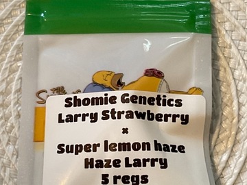 Subastas: SHOMIE GENETICS LARRY STRAWBERRY X SUPER LEMON HAZE LARRY