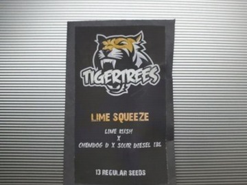 Verkaufen: Lime Squeeze [Lime Kush x ChemD/Sour Diesel IBL] *Tiger Trees