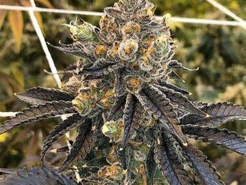 Subastas: RAW GENETICS FLAVOR GOD