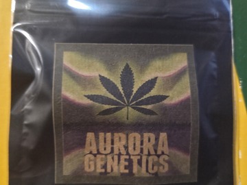 Auction: TOP Kush Cake F1 [Taylor of Panama x LA Kush Cake] *AGx