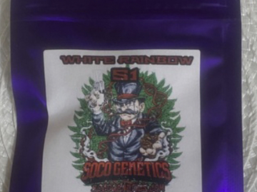 Subastas: Soco Genetics White Rainbow S1