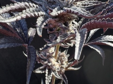 Sale: SOLFIRE GARDENS NATURAL 20