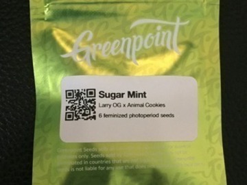 Auction: Sugar Mint (Larry OG x Animal Cookies) 6pk Fems - Greenpoint