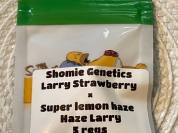 Subastas: SHOMIE GENETICS LARRY STRAWBERRY X SUPER LEMON HAZE LARRY