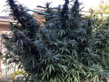 Subastas: OLD WORLD GENETICS BLUE V2