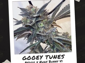 Subastas: PHENO FISHERMAN GOOEY TUNES