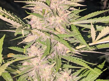Venta: Fog dog x Thors Hammer F5