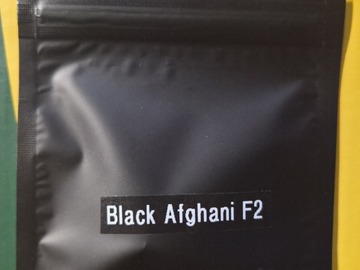 Subastas: Black Afghani F2 *Underground Seeds Company Preservation