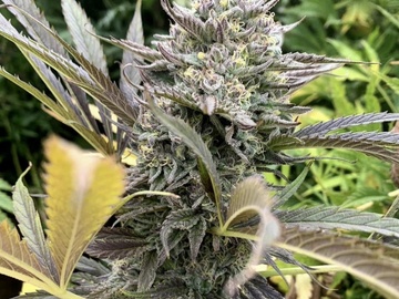 Subastas: Blueberry Cheesecake F2 [Purple Drank Breath x BBCookies] *AGx