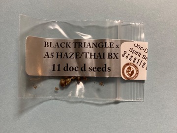 Verkaufen: Doc D - Black Triangle x A5 Haze / Thai BX - Free Shipping