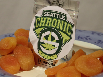 Vente: Apricoma F1 - Seattle Chronic Seeds - ultra rare