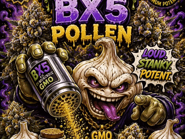 Vente: GMO Cookies also called Garlic Cookies - BX5 Male pollen