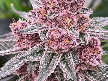 Vente: Trop Cherry breeder cut fem pollen 1 ML