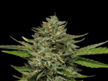 Sale: HUMBOLDT - EMERALD FIRE OG