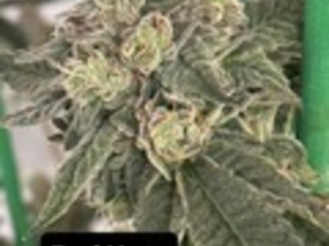 Subastas: Red Hotz - Fiya Farmer