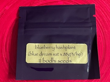 Vente: Bodhi -  Blueberry Hashplant: Blue Dream Sativa x 88G13HP