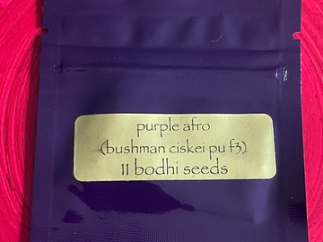 Vente: Bodhi - Purple Afro: Bushman's Ciskei x Purple Unicorn