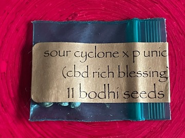 Vente: Bodhi - Sour Cyclone x Purple Unicorn (CBD Rich)
