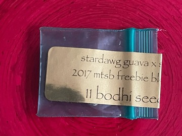 Vente: Bodhi - Stardawg Guava x Sunshine Daydream (2017 MTSB Blessing)