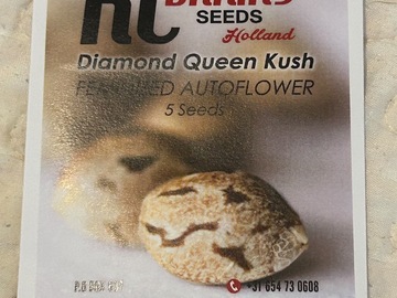 Vente: KC Brains Holland | Diamond Queen Kush | Feminized Autoflower