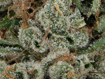 Enchères: OG KUSH JOSH D