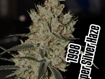 Enchères: SUPER SILVER HAZE 1998 CUT