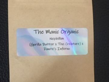 Auktion: Nephilim (Chimera #3 x Dante's Inferno) 12pk Fems - Manic