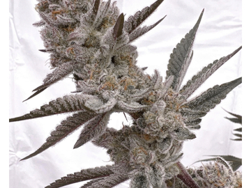 Vente: SOLFIRE GARDENS CARRIBEAN CREME
