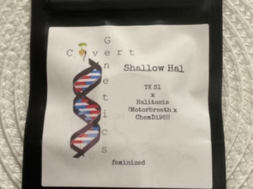 Vente: COVERT GENETICS SHALLOW HAL
