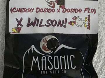 Vente: MASONIC SEED CO - (CHERRY DOSIDO X DOSIDO FLO) X WILSON