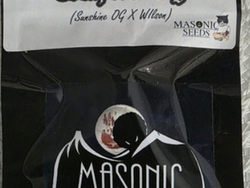 Vente: MASONIC SEED CO - COMPTON OG (SUNSHINE OG X WILSON)