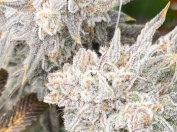 Vente: SOLFIRE GARDENS RUBICITE