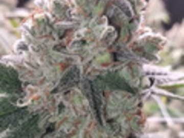 Auction: East Side OG - Leaf Dr.