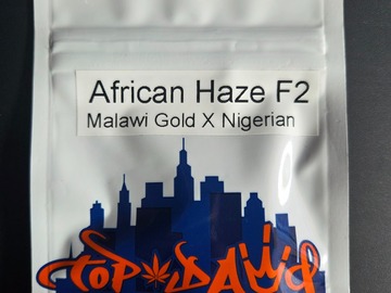 Sale: African Haze F2 [Nigerian Haze x Malawi Gold]
