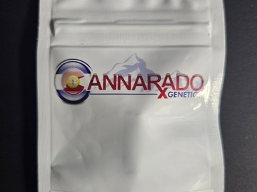 Sale: Lemon Margy [Lemon Jack x Frozen Margy] *Cannarado