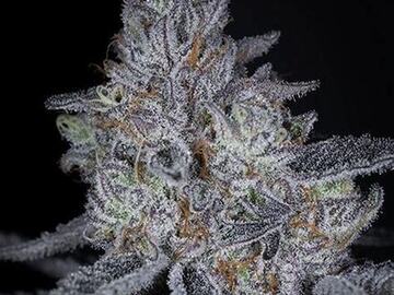 Sale: Sin City Seeds Key Lime Pie Bx