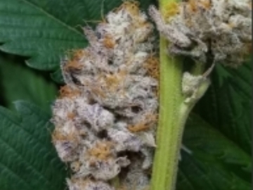 Vente: Roc Bud's Ice Rock City x RDV Purple Scoops Feminized Autoflower
