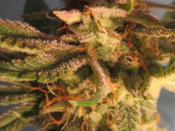 Auktion: Blueberry Hashplant Photo Fem 6 seeds