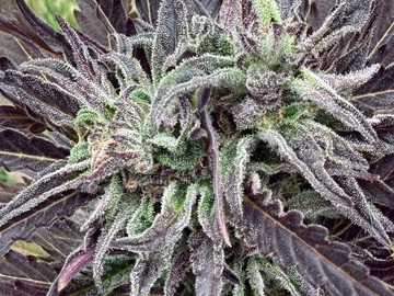 Auktion: 7 packs(different strains) 21 seeds in total